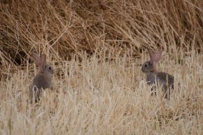 Conejos en un campo recién sembrado en la comarca de les Garrigues. Cecília López